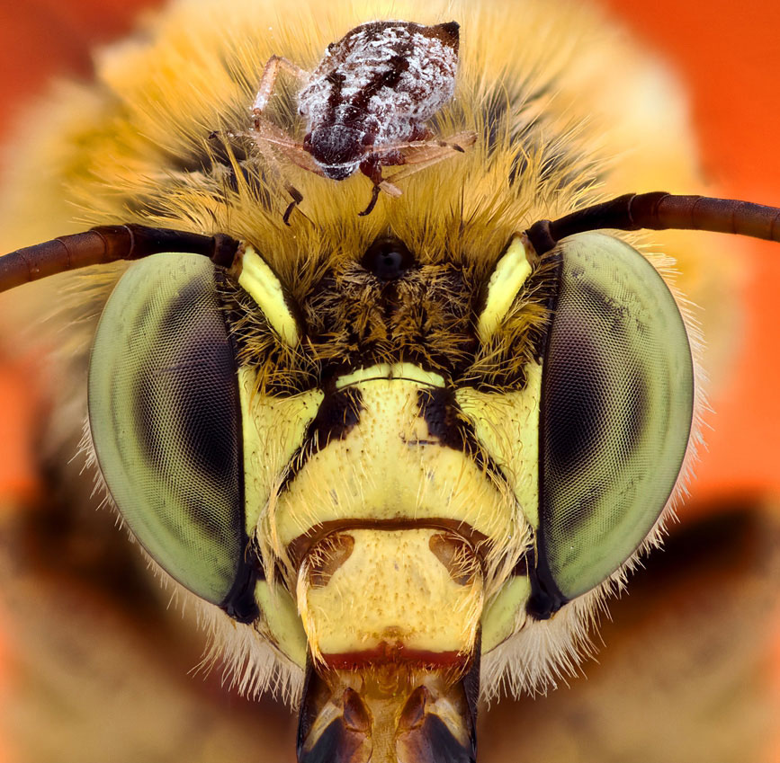 Какая голова пчел. Пчелиная голова. Пчела через микроскоп. Голова пчелы Макросъемка. Лицо пчелы вблизи.