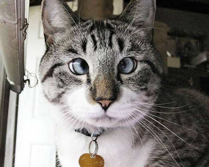 Косоглазый кот Спанглс - новая интернет-знаменитость