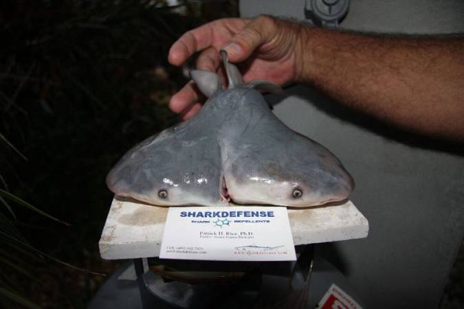 В Мексиканском заливе обнаружена двухголовая акула