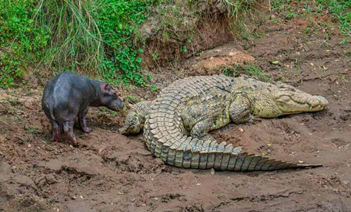 Почему крокодилы иногда нянчат маленьких бегемотов