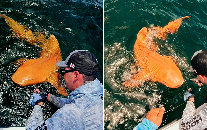 В Карибском море поймали уникальную оранжевую акулу