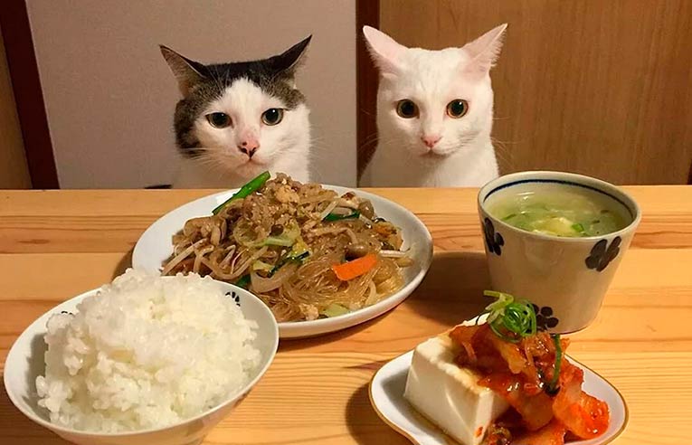 10 продуктов, которые категорически противопоказаны кошкам