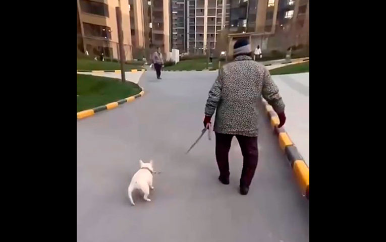 Оскара! Как животные забавно подражают людям