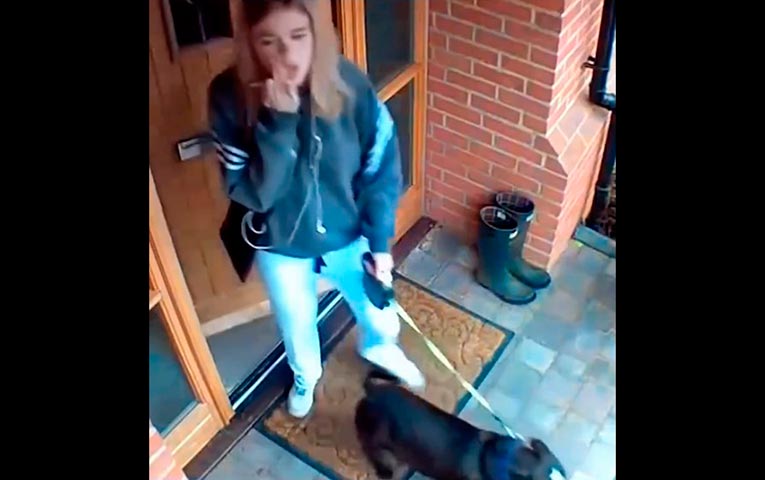 Собаки-настроениеподнимаки: смешные видео с забавными пёселями