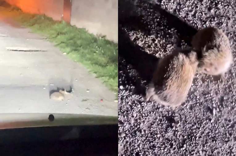 «Э, братва, завязывайте!»: В Дагестане очевидец остановил драку ежей