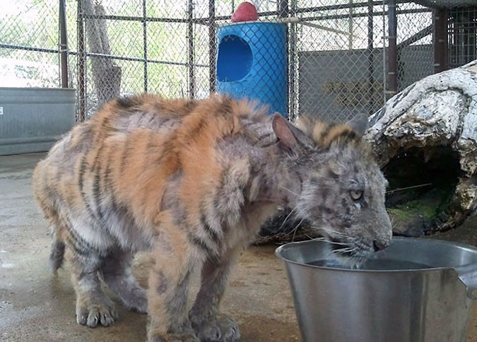 Изможденного тигренка спасли из цирка. Как же он преобразился!