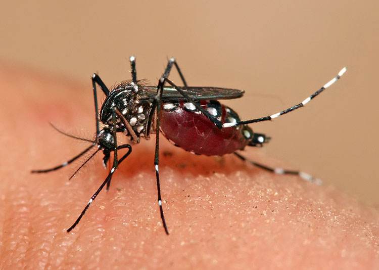 Комары переносят конго-крымскую лихорадку