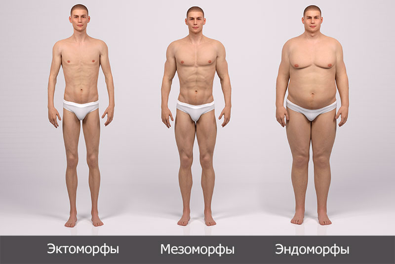 Типы сложения тела