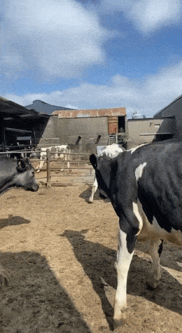 Подборка прикольных гифок от 05.03.2026