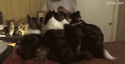 Подборка прикольных гифок от 12.03.2026