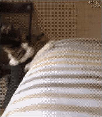 Подборка прикольных гифок от 20.02.2026