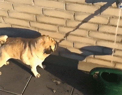 Подборка прикольных гифок от 20.02.2026